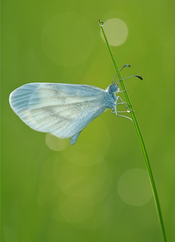 MER 7418