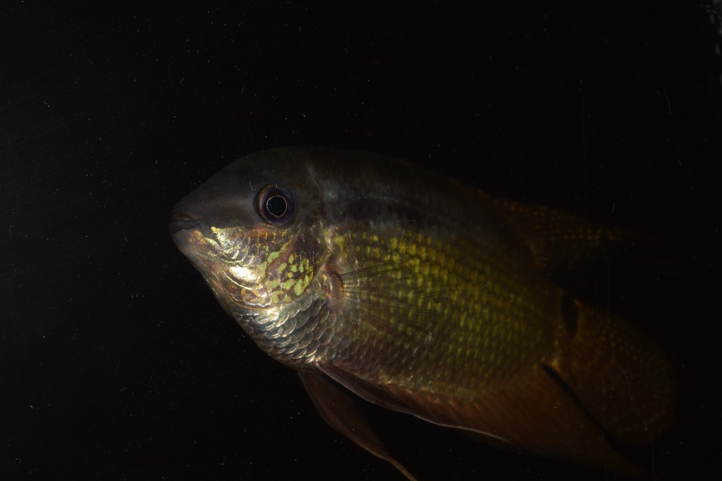 Mesonauta cf. festivus Blue Face