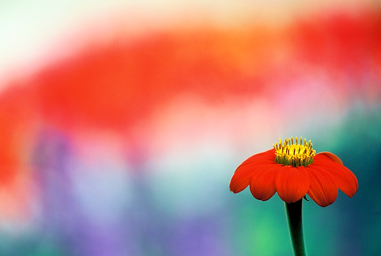 Mexikanische Sonnenblume