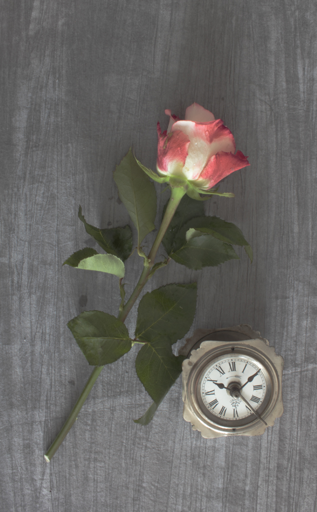 MG 9257 rk rose e