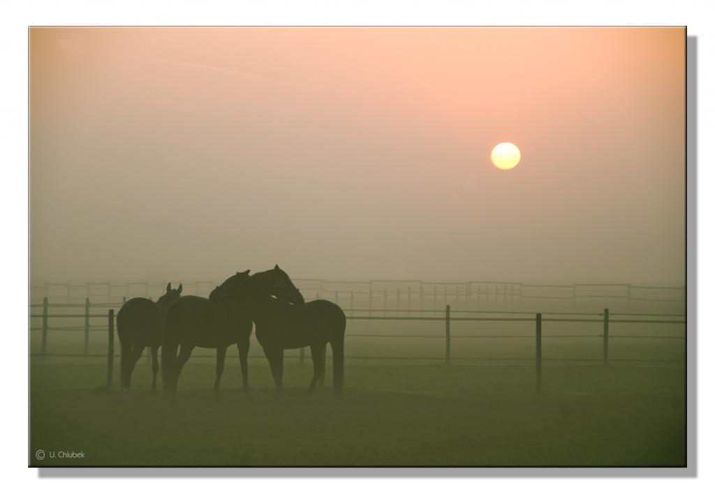 MG pferdewiese im morgen