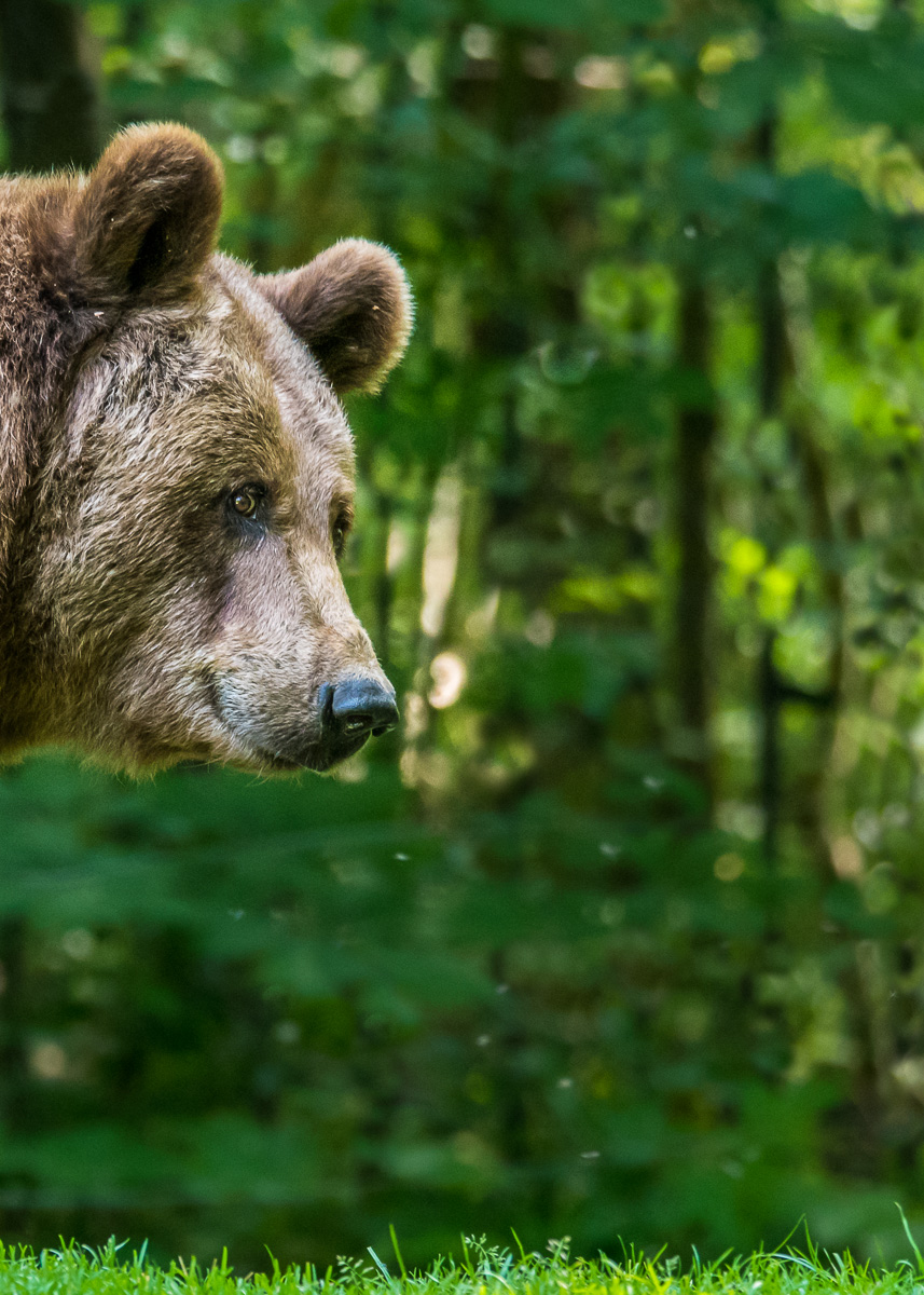 MHO0124 Bearbeitet