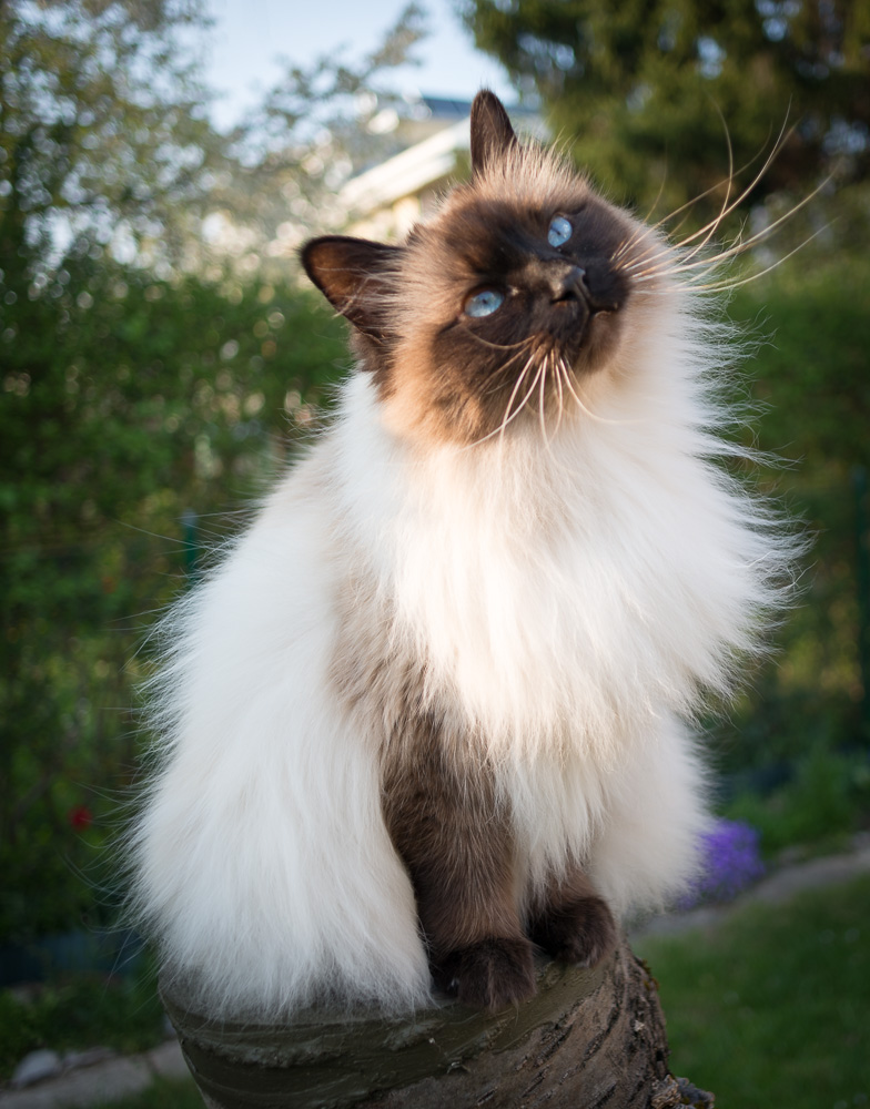 Mia 2