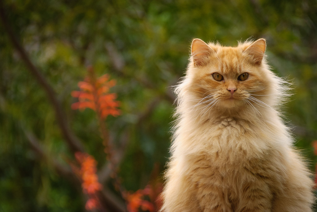 Miau