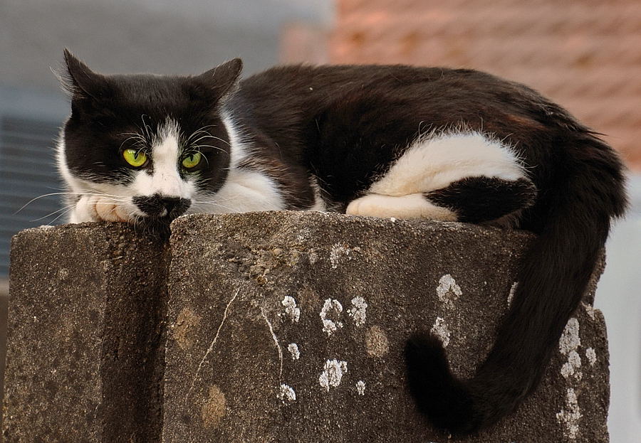 miau