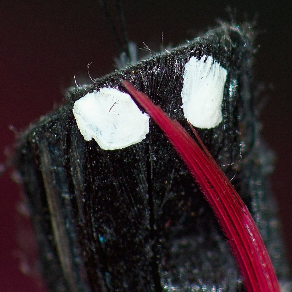 Micro-Nikkor 200mm f/4 AI + TC200 bei f/5,6 (= 400 mm f/11) an der Kodak SLR/n mit dem Kamera-internen Blitz aus der Hand (1/125s) - Maßstab 1:1 - 100