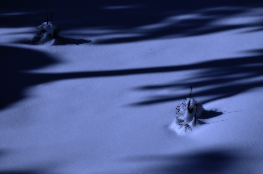 Midnight Blue