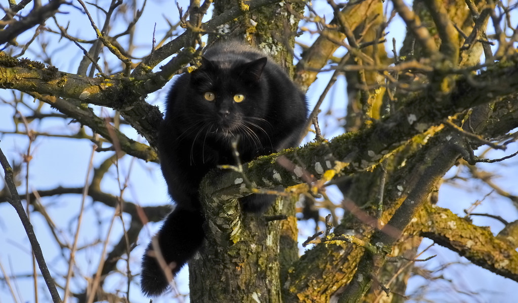 mietzekatze im baum
