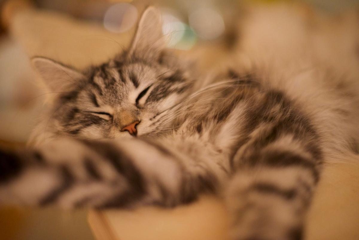 Mieze