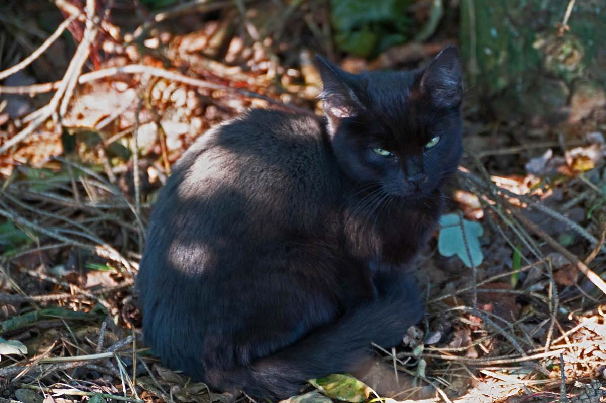 Miezekatze 2.jpg