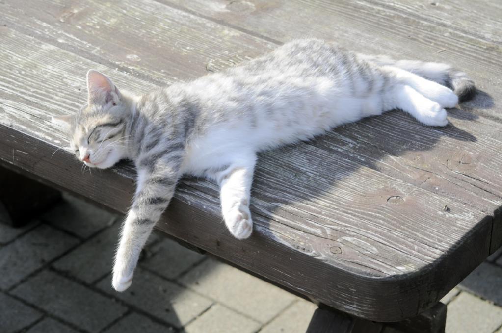Miezekatze