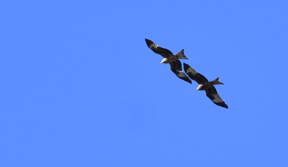 Milan.2.ff.jpg