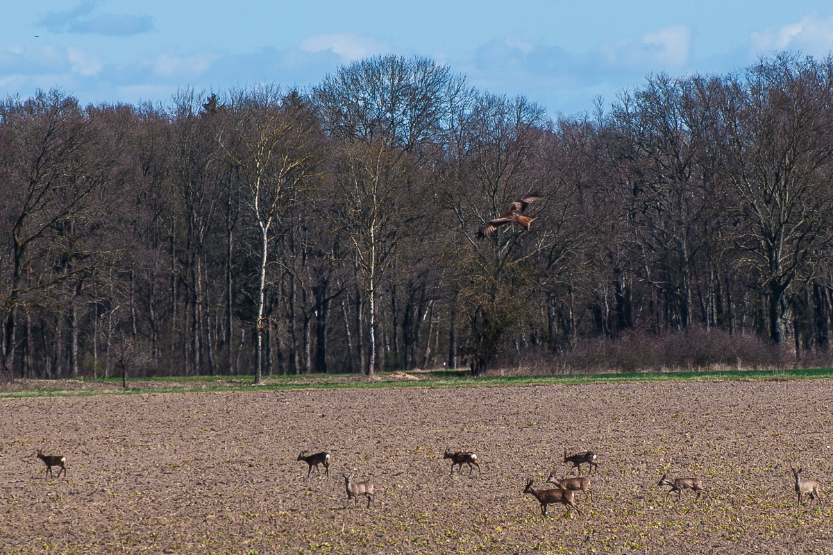 Milan und Rehe (1 von 1).JPG