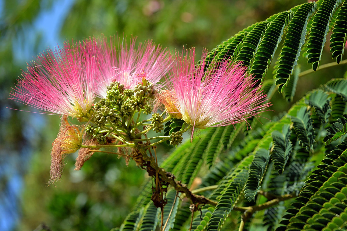 mimose kl