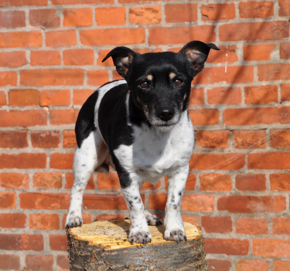 Mini,15 Jahre