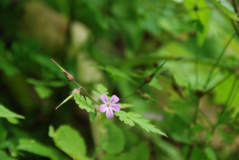 mini-blüte