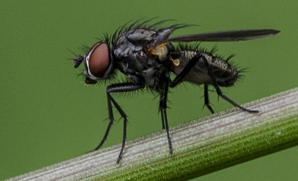 Mini Fliege
