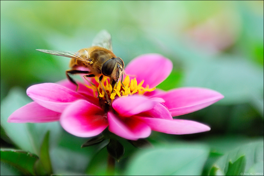 Mistbiene D2X 3516 1
Mistbiene (Eristalis tenax), männlich

EXIFs:
Kamera: NIKON D2X
Objektiv: AF-S Zoom-Nikkor 24-70mm F2.8G ED
Konverter: Kenko 1,4×