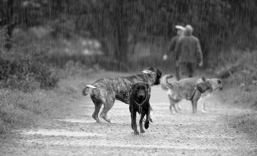 Mistwetter