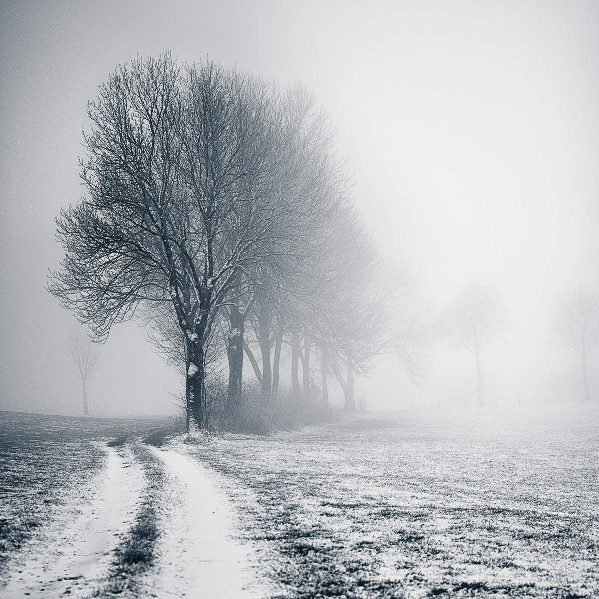 misty morning 2
