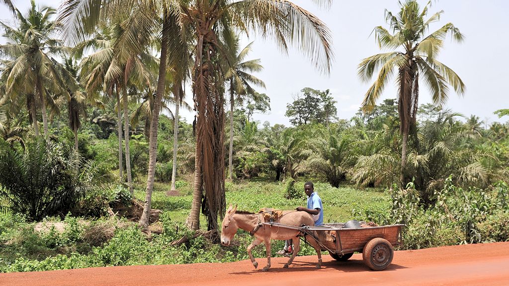 Mit dem Eselkarren werden die Palmölfrüchte transportiert
2146