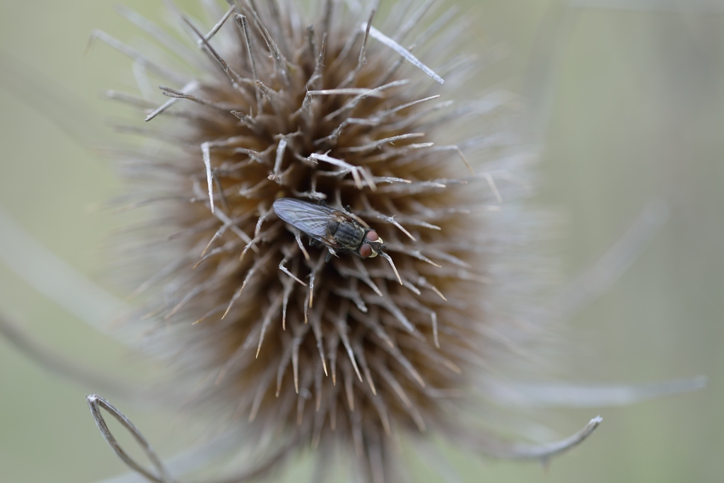 Mit Fliege