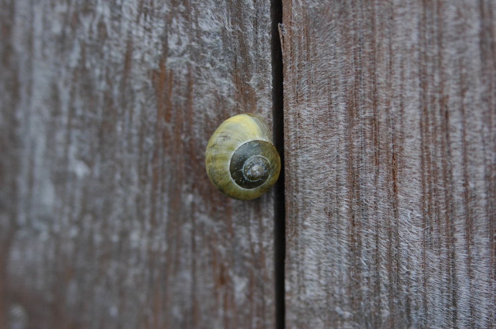 mit Nikon D5000