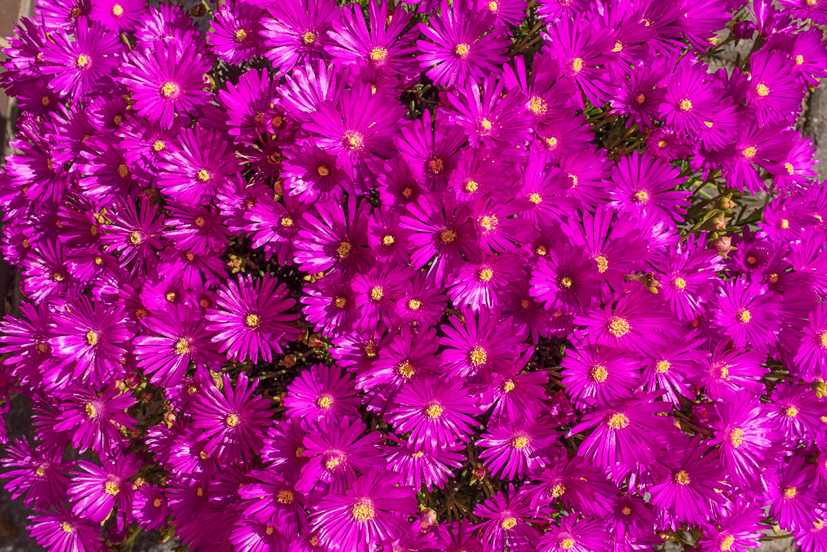 Mittagsblume (1 von 1).JPG