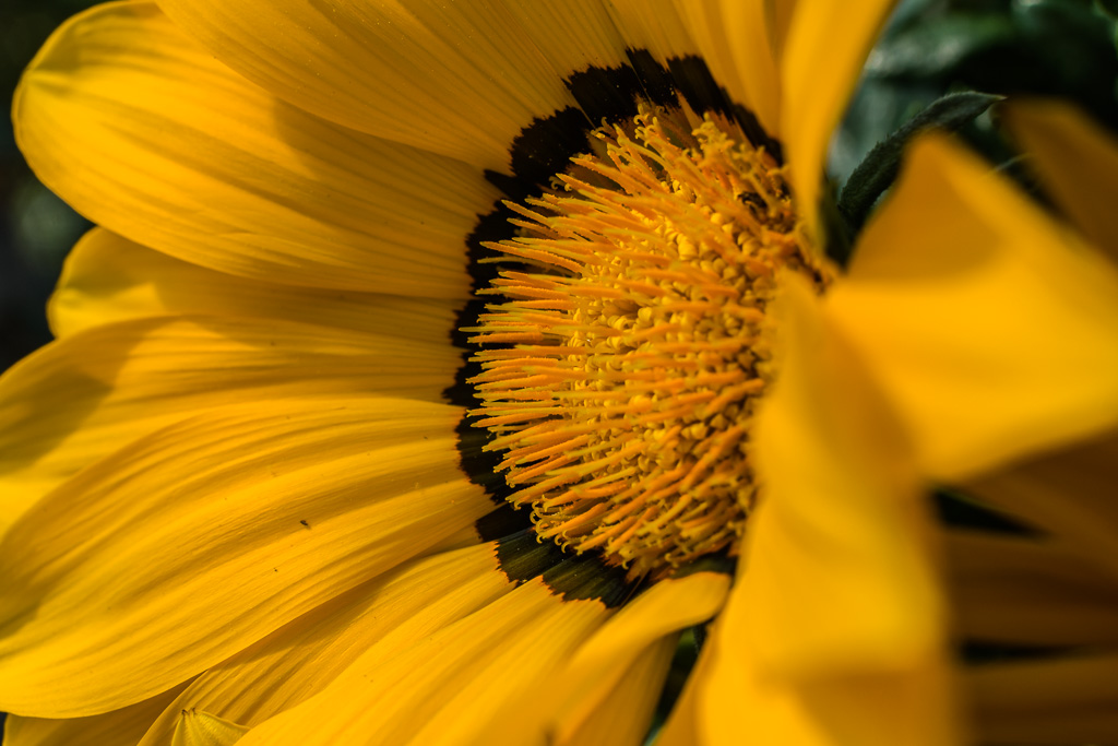 Mittagsblume 2