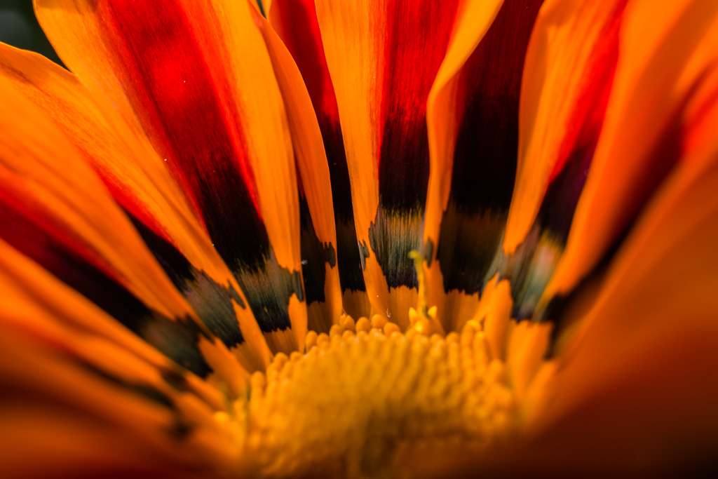 Mittagsblume 3