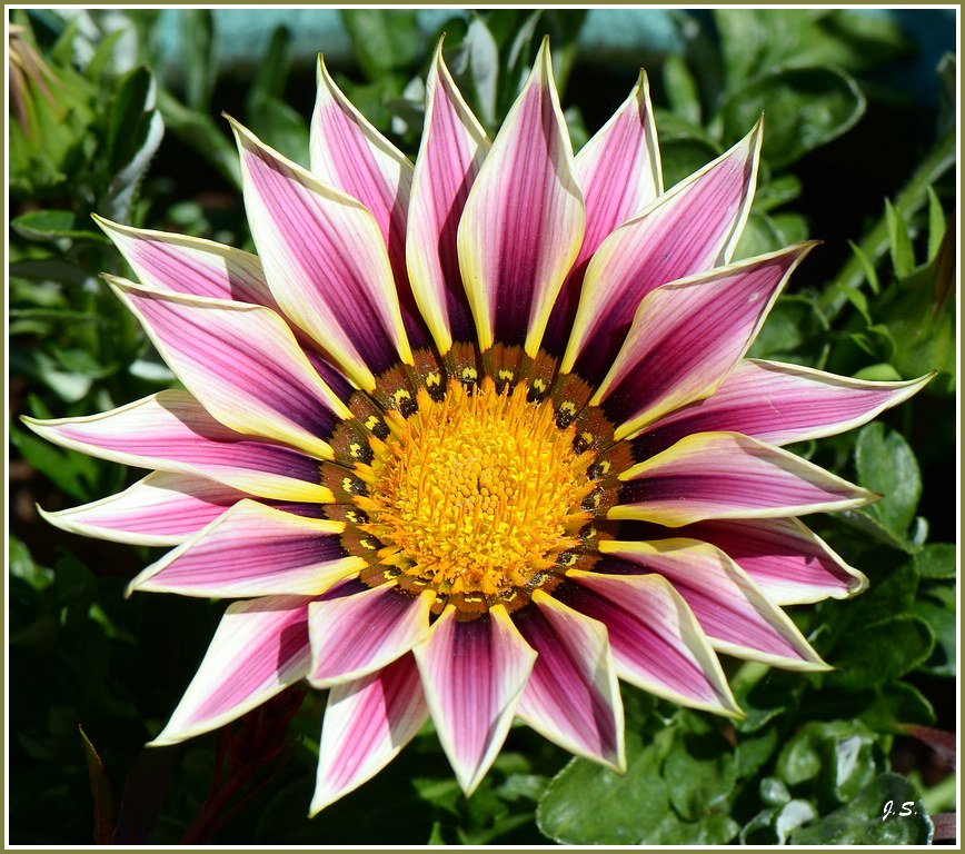 Mittagsblume