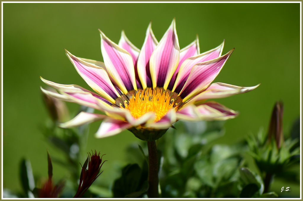 Mittagsblume