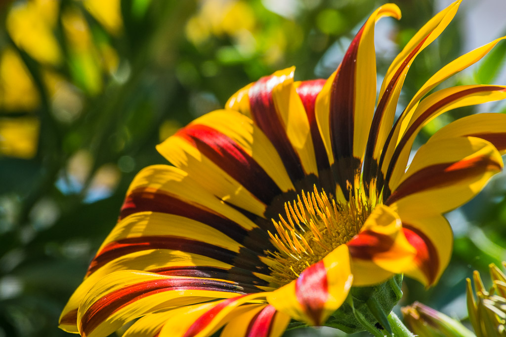 Mittagsblume