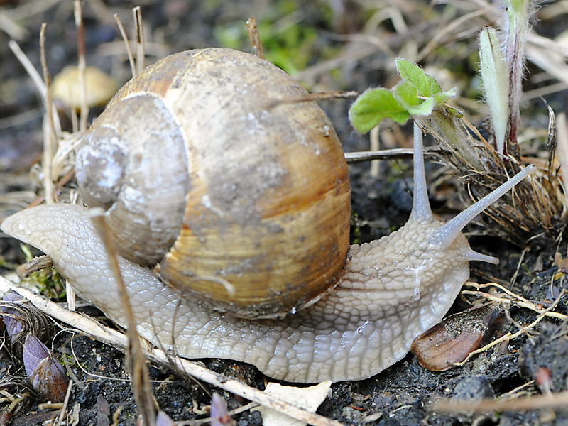 Mitzieher