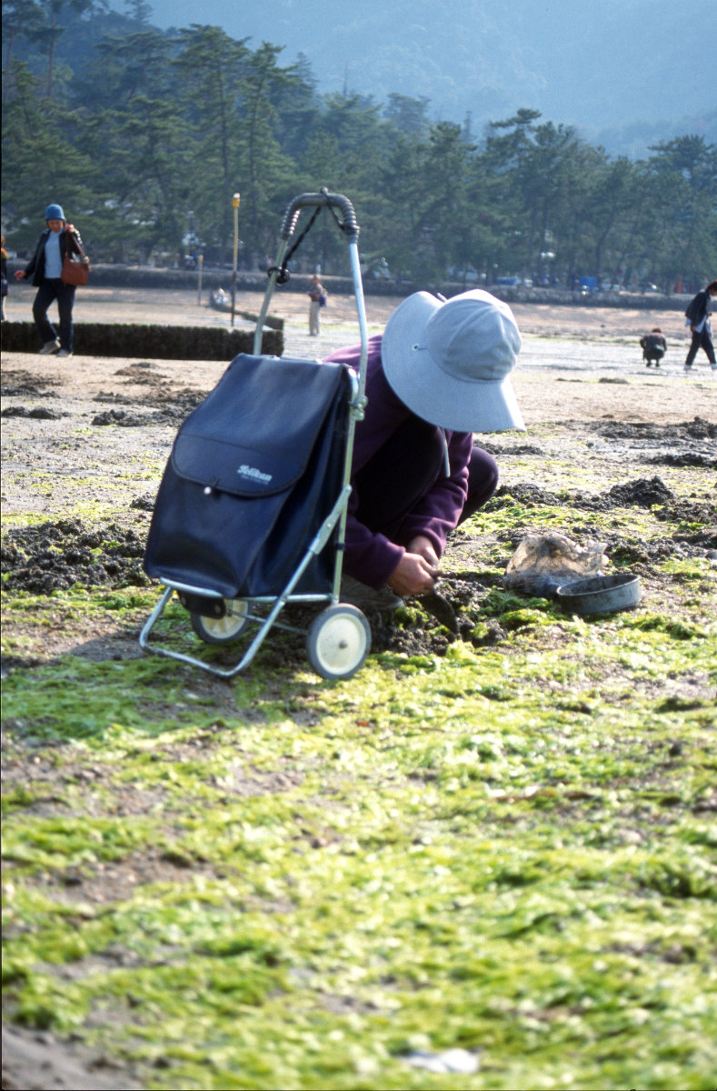 Miyajima, Muschelsucherin.jpg
