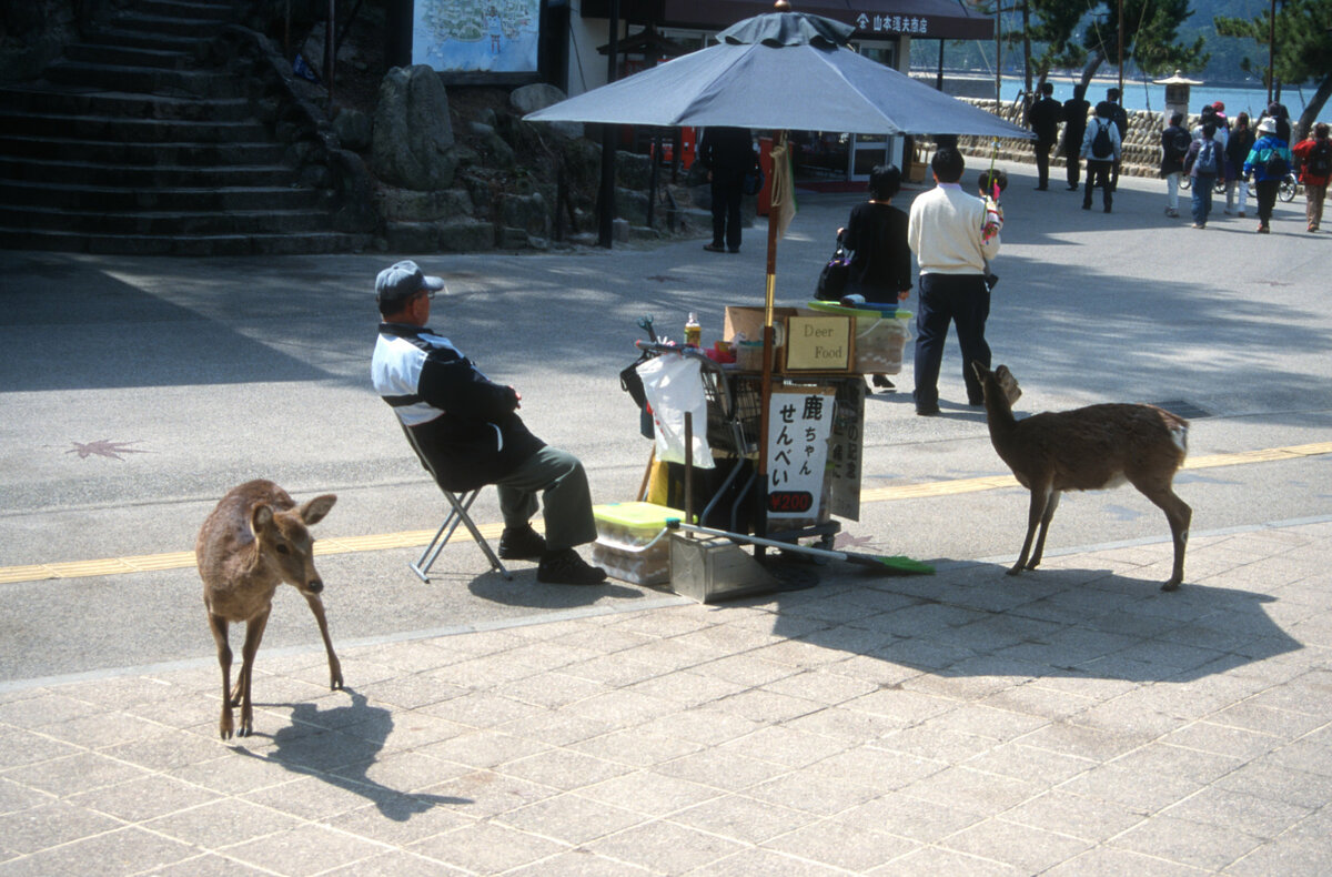 Miyajima, Rehe.jpg