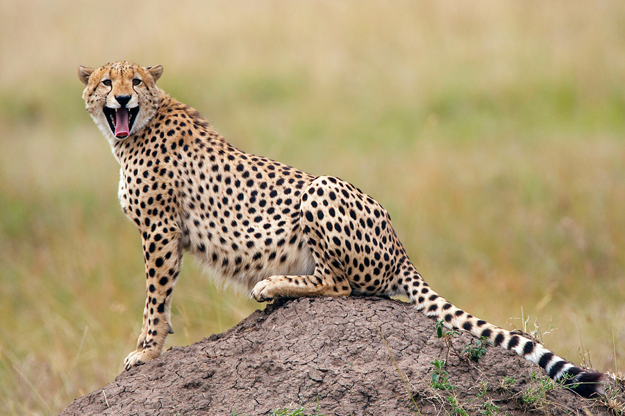 MLO Gepard 21 NFF