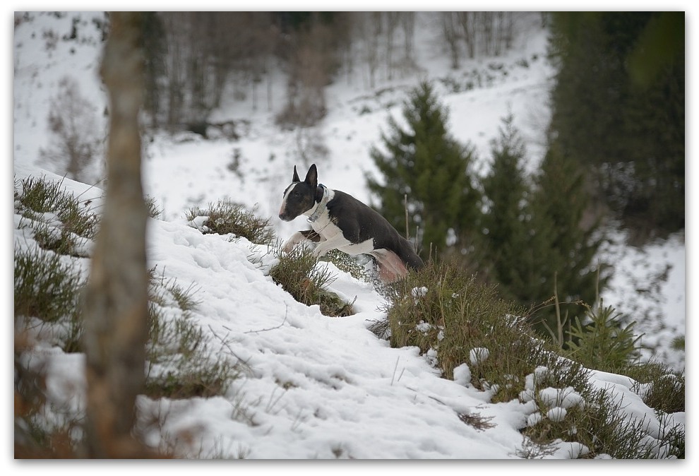 MNE 1876, 20140210
D800 24-120/4,0
Feldberg/Schwarzwald