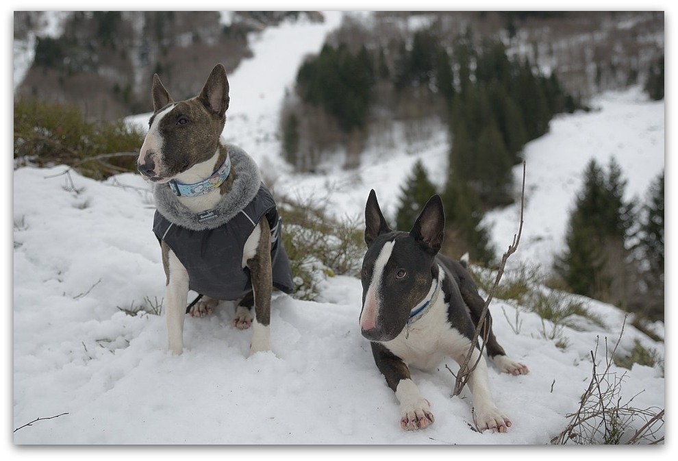 MNE 1881, 20140210
D800 24-120/4,0
Feldberg/Schwarzwald