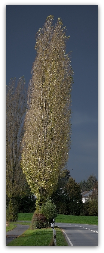 MNE 5330 B, 131103
D700 70-200 II
