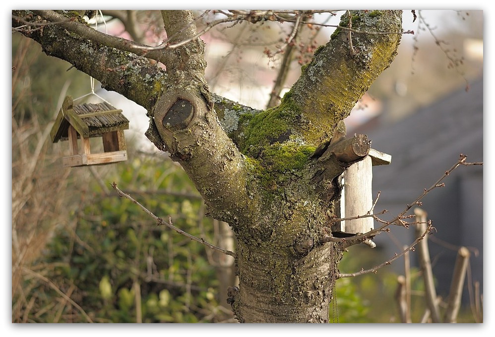 MNE 7064, 20131229
D700 Ai-S 200mm/f4,0