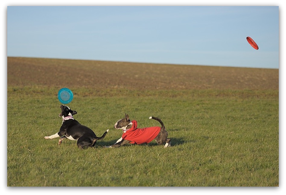 MNE 7349, 20131231
D700 70-200-II