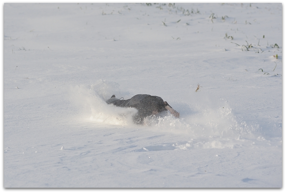 MNE 8936, 20141228
D700 70-200/2,8