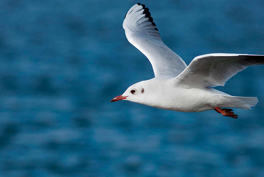 Möwe im Flug-1.jpg.jpg