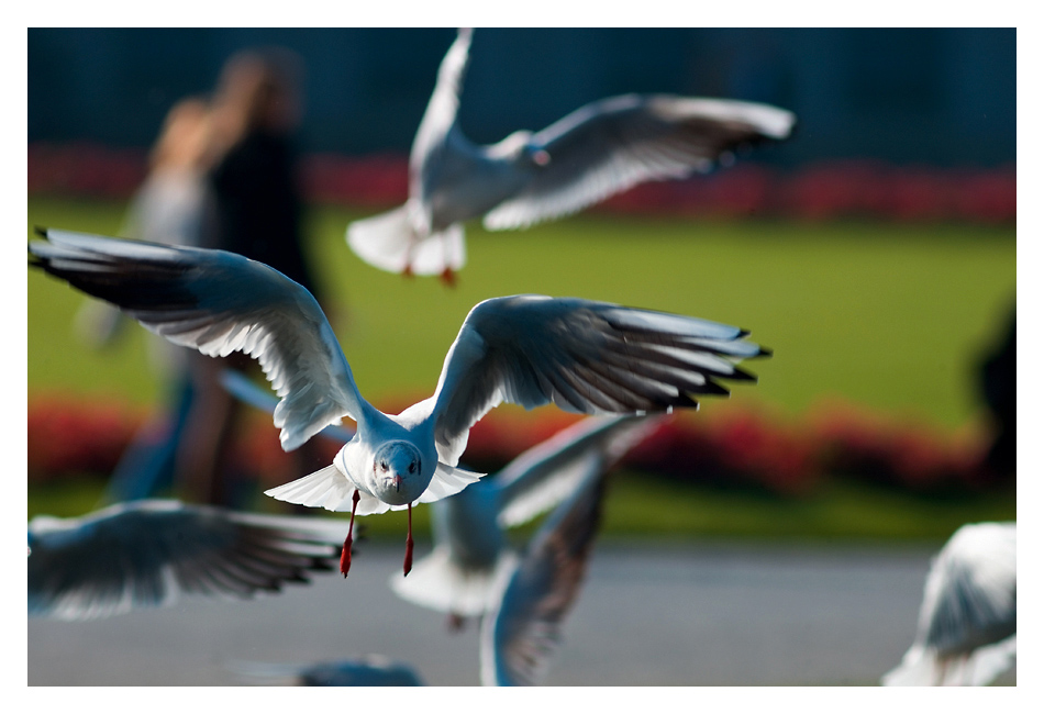Möwe 2