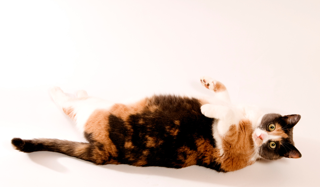 Model