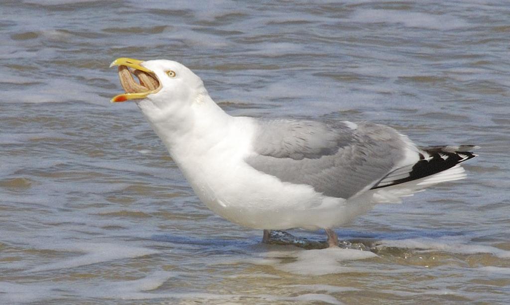 Moewen 06 Kopie
