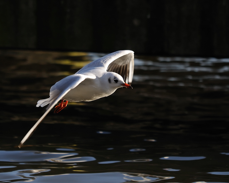 MoewePegnitz2009 32