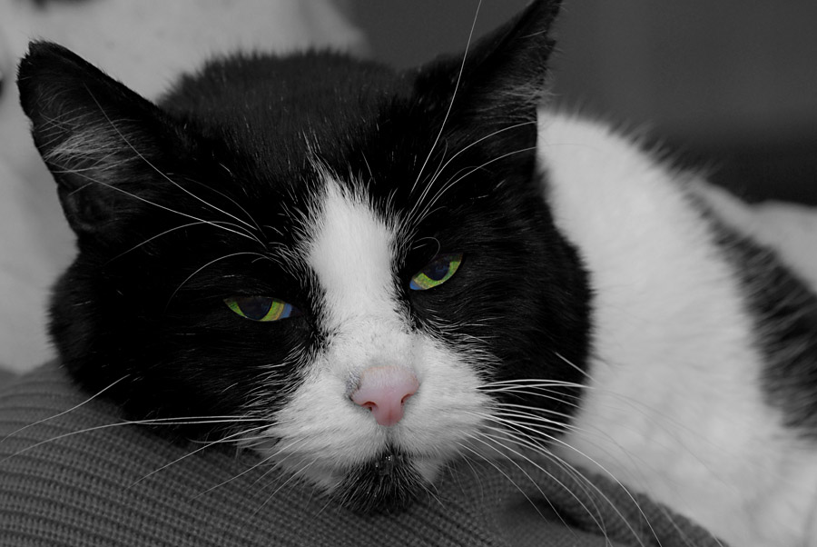 moglie kl