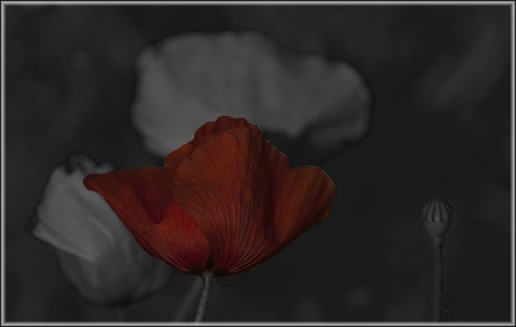 mohn 02